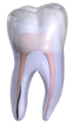 Princeton Endodontics